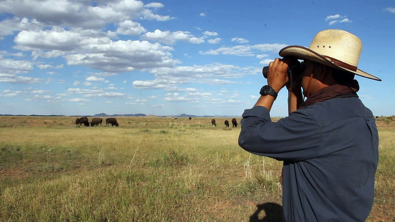 Bisontes sobreviven en México pese a barrera fronteriza con EEUU