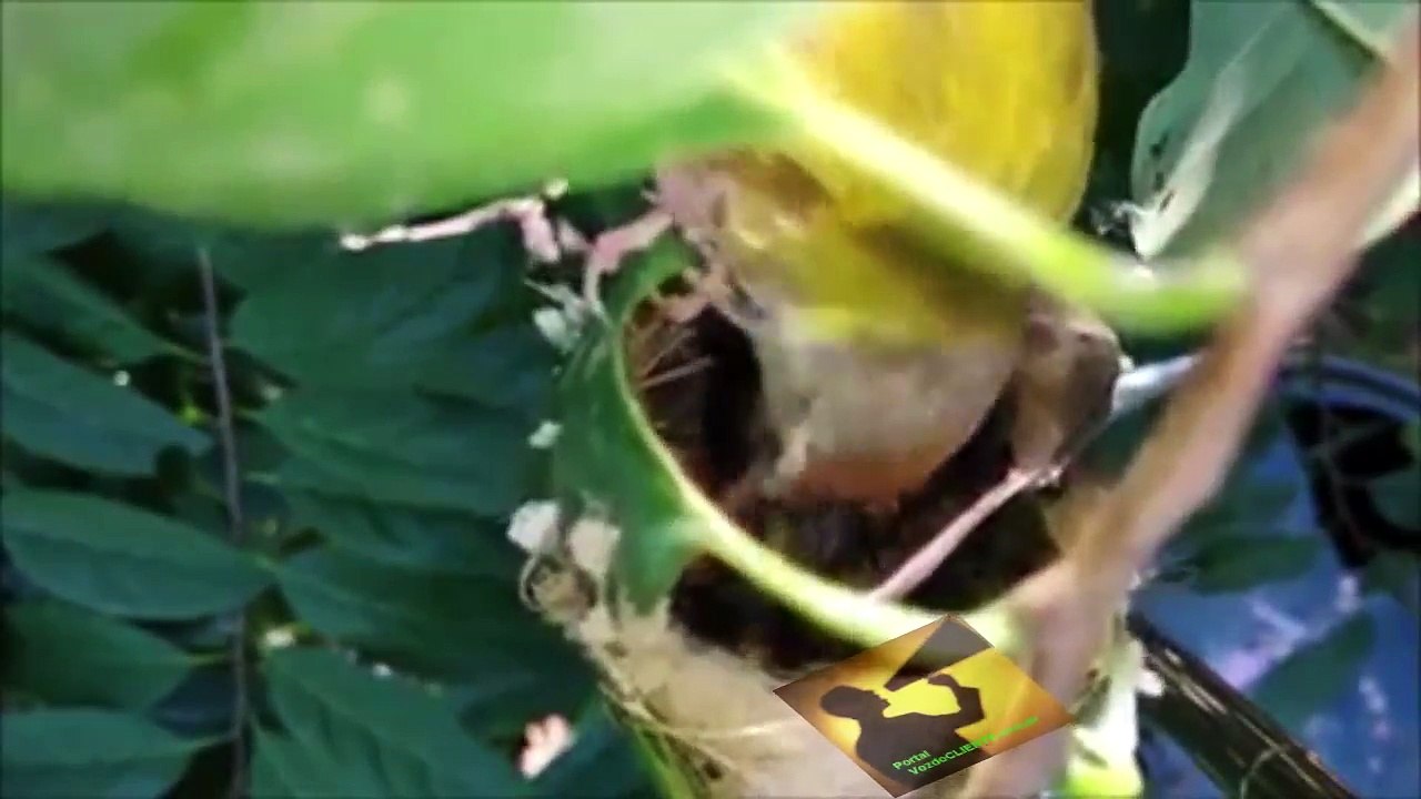 Tailorbird: o íncrivel pássaro costureiro