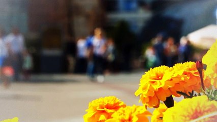 A louer - Maison - CHAPONOST (69630) - 6 pièces - 200m²