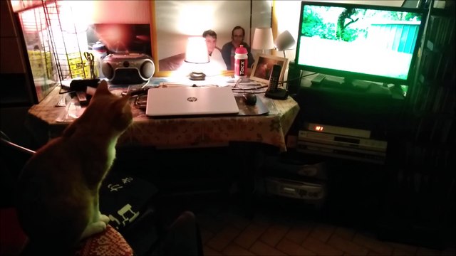 Chat regardant ses congénères à la télé , 11/09/2018 !+