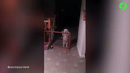 Ce chien est vraiment idiot