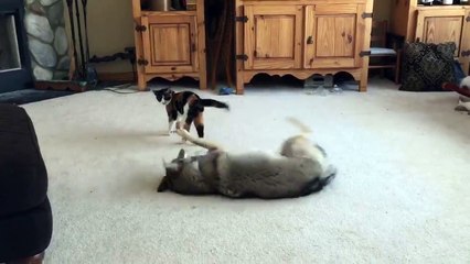 Un loup et un chat sont meilleurs amis... Adorable