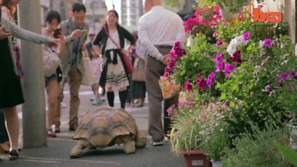 Télécharger la video: Un papy et son animal de compagnie insolite : une énorme tortue