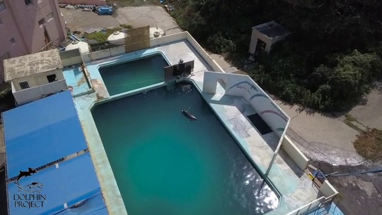 Ce dauphin a été abandonné dans ce parc zoologique (Japon)