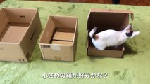 猫は箱好き？ダンボール箱と子猫