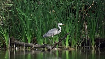 Grey herons at the pond