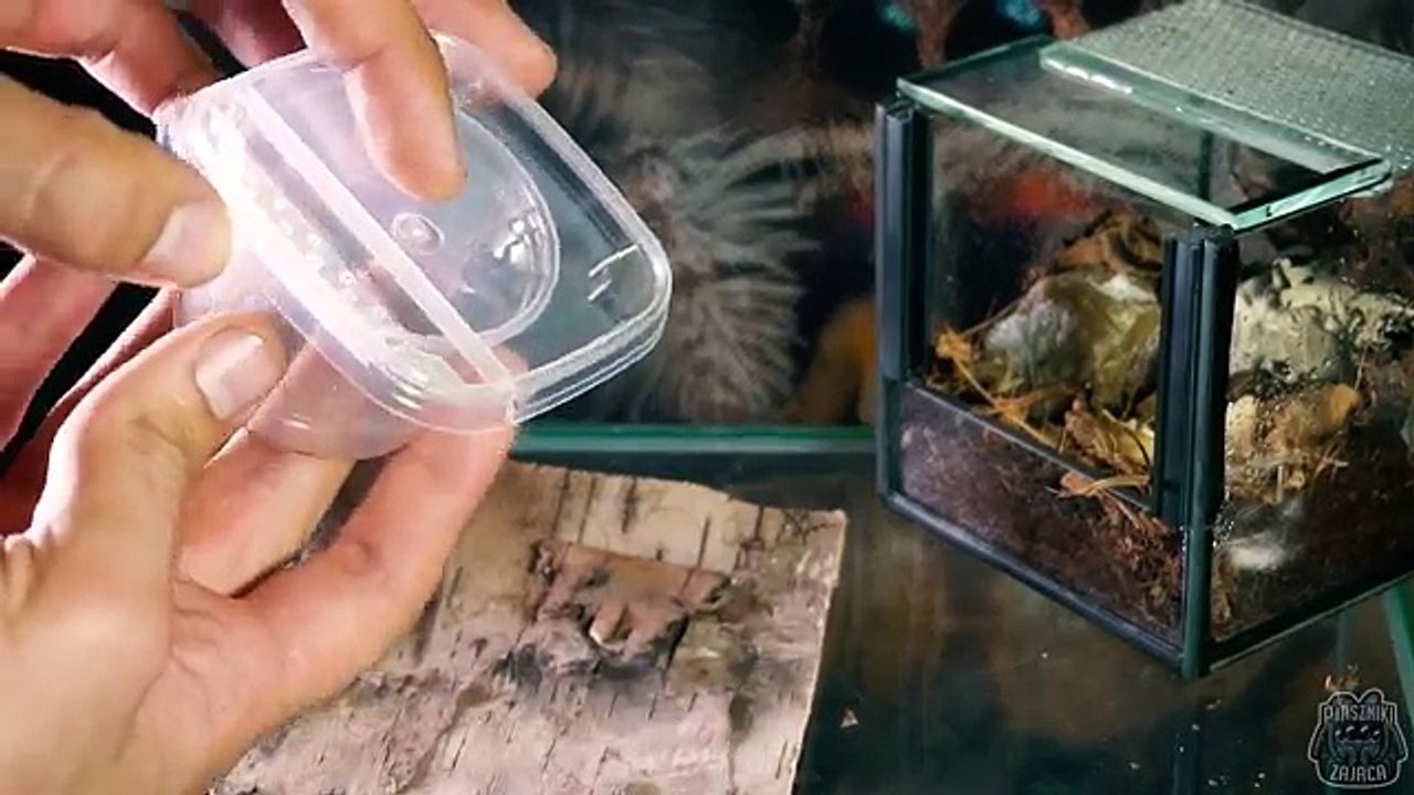 REHOUSE Pterinopelma sazimai! Niebieska parahybana??