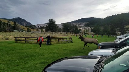 Man Charged by Bull Elk in Yellowstone Park