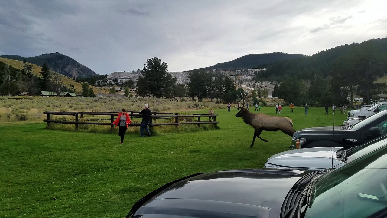 Man Charged by Bull Elk in Yellowstone Park