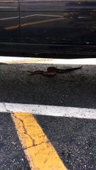 Rattlesnake Found Outside Shopping Center
