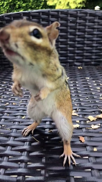 Chipmunk Packing Peanuts