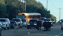 Police Called After Cows Spotted Strolling Along Road in Texas