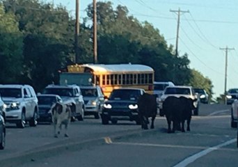 Police Called After Cows Spotted Strolling Along Road in Texas