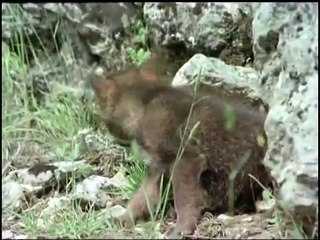 increible ver Aguila real a lobo