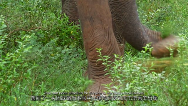 #CityStory: Alibaba Cloud to Work with Kenyan Ministry to Protect Wildlife