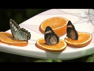 بيت الفراشات..عنصر الجذب الرئيسي في جزيرة النور بالشارقة