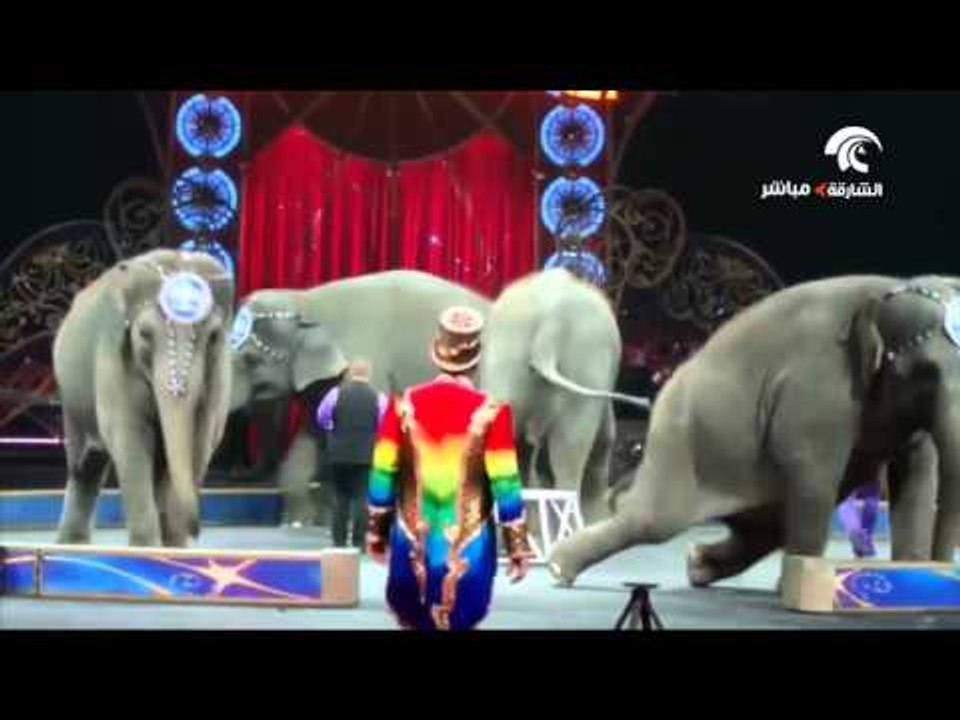 شاهد أذكى الحيوانات تتجاوب مع البشر