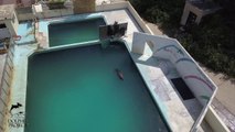 Un dauphin abandonné dans un parc aquatique fermé.