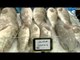 أسعار الأسماك في سوق الجبيل 14-03-2016