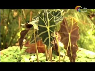 برنامج أماسي "تقرير عن اجمل حديقة منزلية في الشارقة