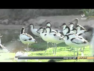 مركز واسط للأراضي الرطبة الأول من نوعه على مستوى الخليج..مرتع خصب للطيور