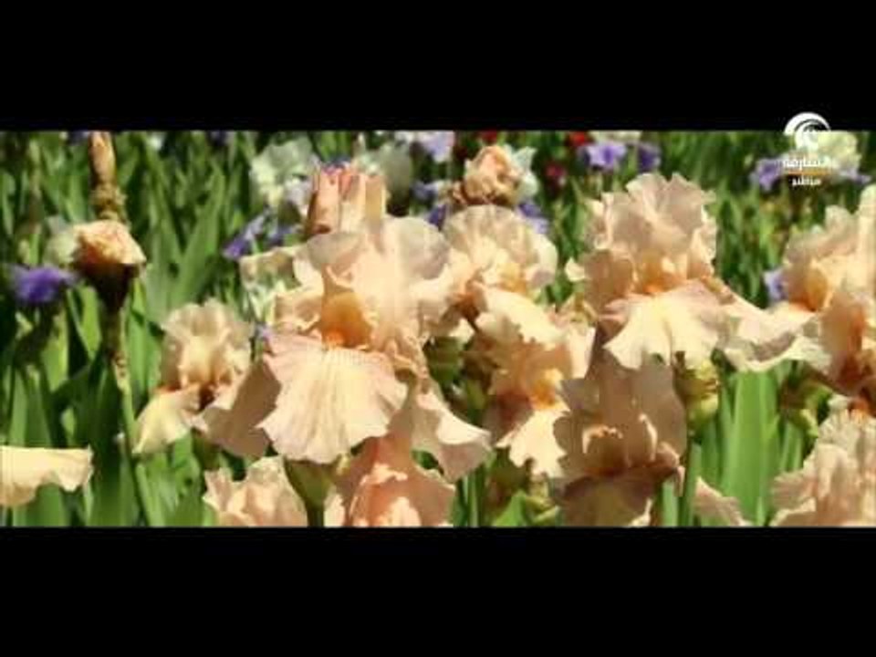 برنامج صباح الشارقة - أجمل أسماء الزهور للبنات و معانيها