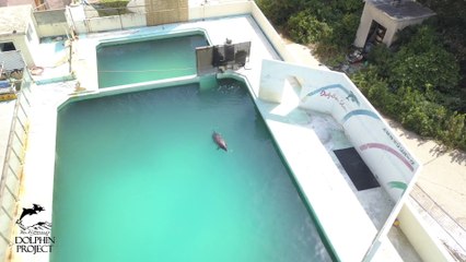 Un dauphin abandonné dans une piscine d'un Marine Land fermé