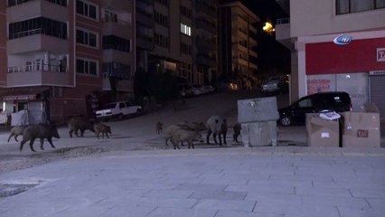 Yaban domuzları şehir merkezine indi