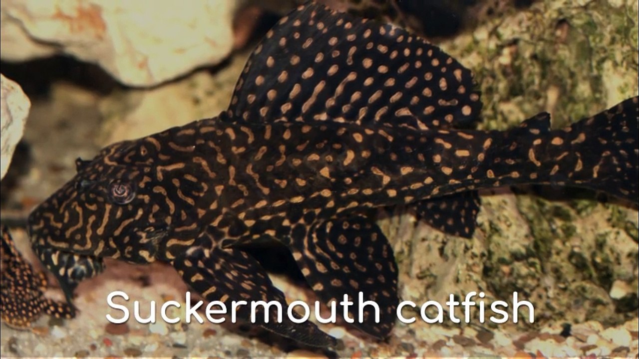 Suckermouth catfish