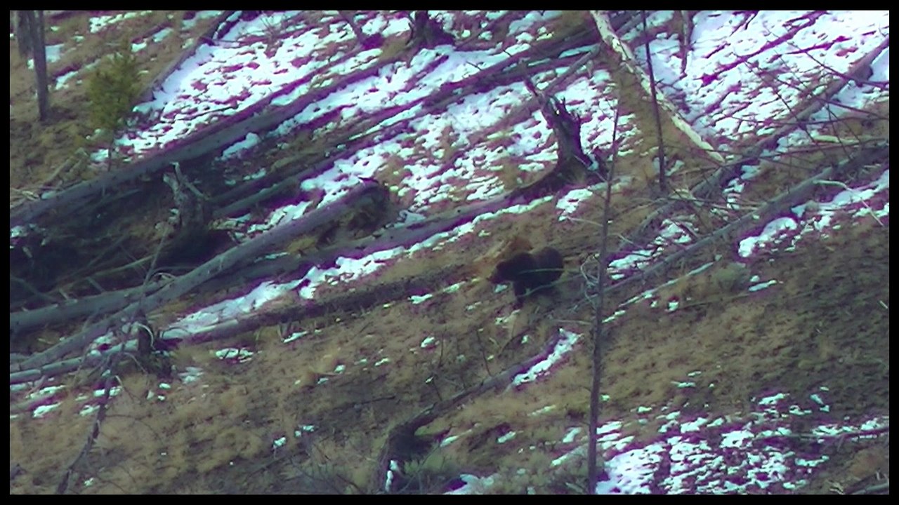 Aggressive Wolf Pack Hunting Elk