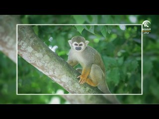 أماسي : التصوير . . فن و رسالة