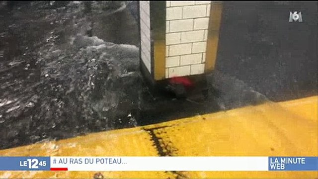 Buzz : Un rat déclenche l'empathie des internautes en tentant de se sortir d'une inondation - Regardez