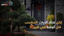 فيديو معلوماتى.. إزاى تختار النبات المناسب لكل أوضة فى البيت؟