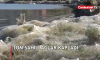 Yunanistan'da bir kasabada tüm sahil örümcek ağlarıyla kaplandı