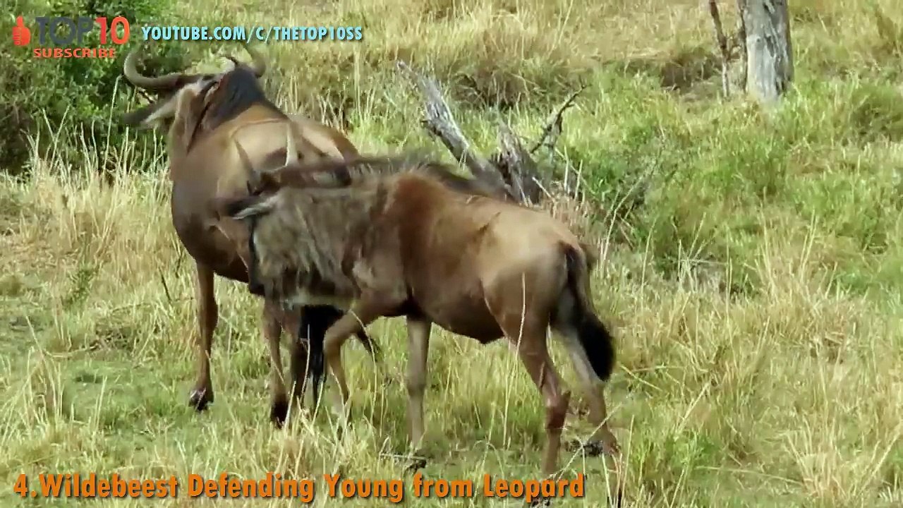 THE TOP 10 -- TOP 10 ANIMALS SAVE THEIR CALF -- Amazing Animals save calf from other animals