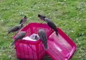 Team Effort - Orphaned Miner Bird Chicks Adopted by Group of Wild Birds