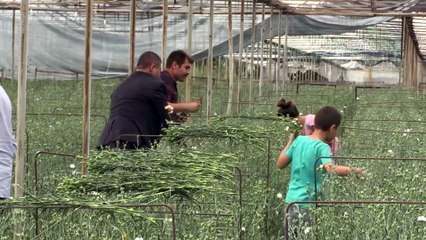 Deregümü köyünün kesme çiçekleri Avrupa'yı süslüyor - ISPARTA