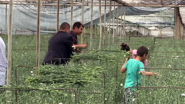 Deregümü köyünün kesme çiçekleri Avrupa'yı süslüyor - ISPARTA