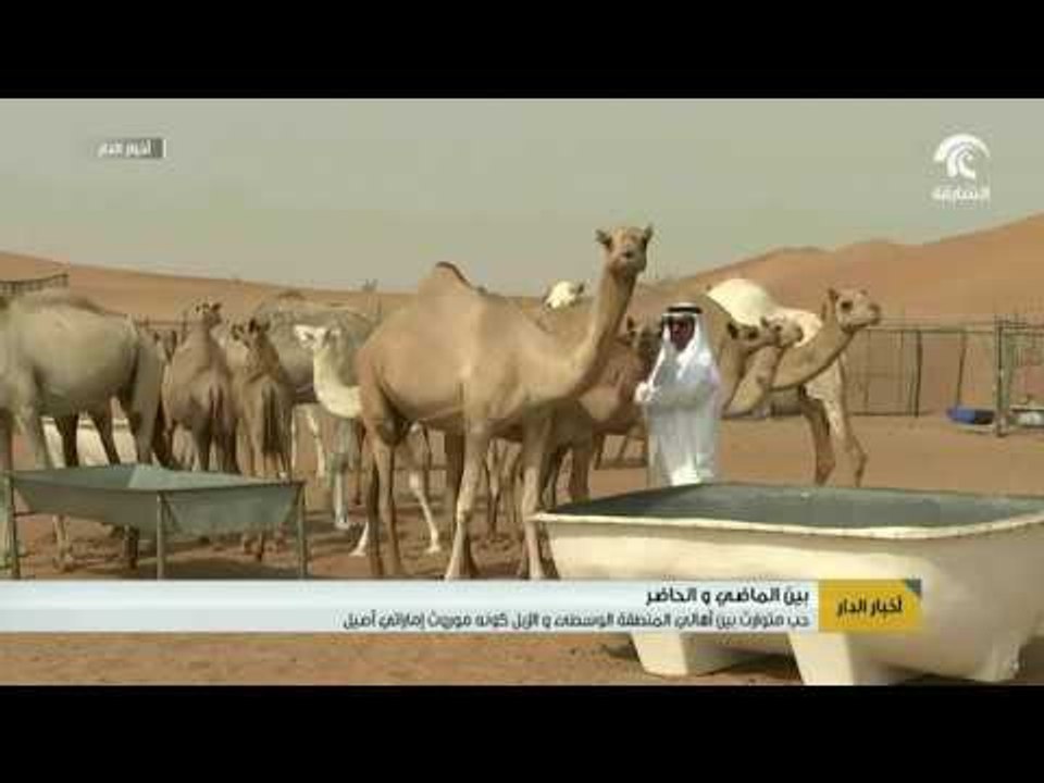 بين الماضي والحاضر .. حب متوارث بين أهالي المنطقة الوسطى والإبل كونه موروث إماراتي أصيل