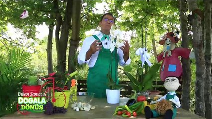 Orkide bakımı nasıl olmalı?