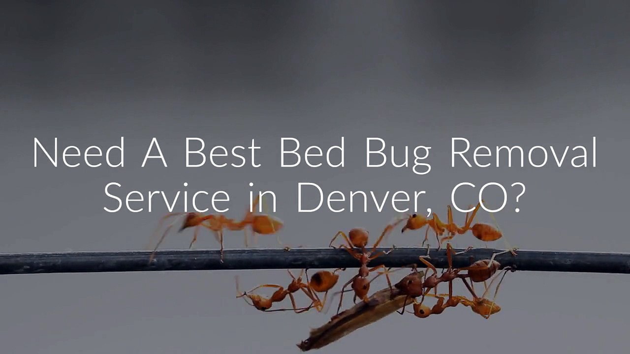 OCP Bed Bug Removal in Denver, CO