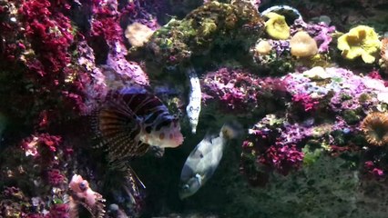 See How AMAZING Underwater Marine Fish Aquarium!