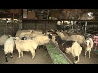 تحذير من بلدية الشارقة .. لمروجي الاضاحي على مواقع التواصل الاجتماعي