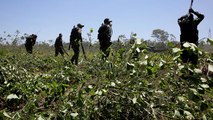 La Colombie toujours premier producteur de cocaïne dans le monde
