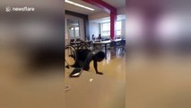 Inspirational Montreal student does handstand push-ups while in wheelchair