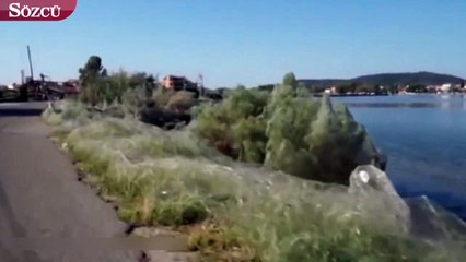 Yunanistan sahilinde 300 metre uzunluğunda  örümcek ağı bulundu