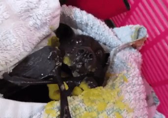 Rescued Bat Makes a Mess While Enjoying Fresh Mango