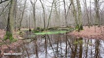 Hambacher Forst Räumung: Kohleindustrie gegen Umweltschützer  - Clixoom Science & Fiction