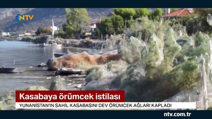 Yunanistan'ın sahil kasabasını dev örümcek ağları kapladı