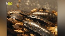 Female Cockroaches Form Squads to Block Mating Attempts